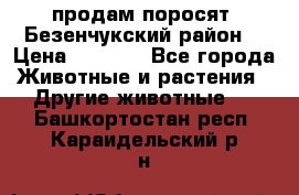 продам поросят .Безенчукский район  › Цена ­ 2 500 - Все города Животные и растения » Другие животные   . Башкортостан респ.,Караидельский р-н